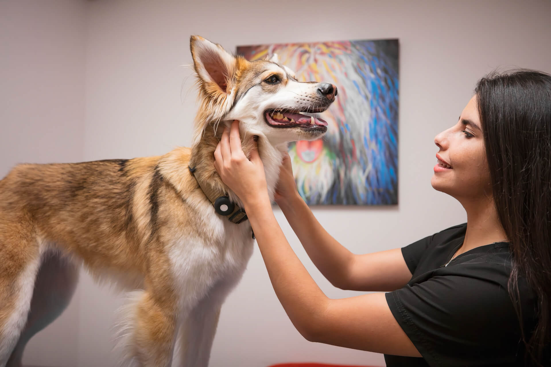 Veterinary hospital in Irvine