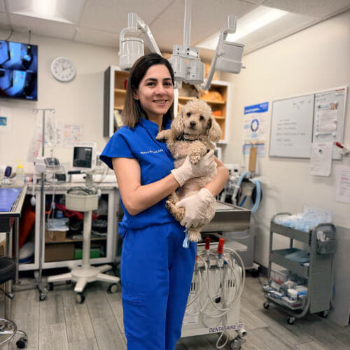 Dr. Masha Mirzaei