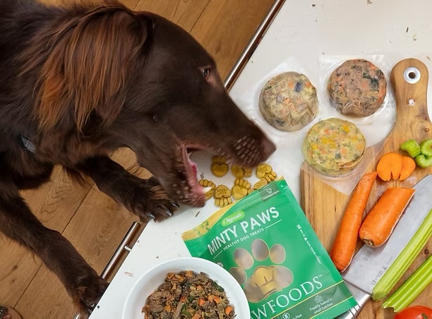 Chocolate Labrador sniffing fresh whole food ingredients and healthy dog treats, representing veterinary nutrition services in Irvine