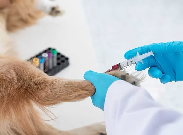 Veterinarian drawing blood from a dog's paw with lab sample tubes nearby for diagnostic testing in Irvine
