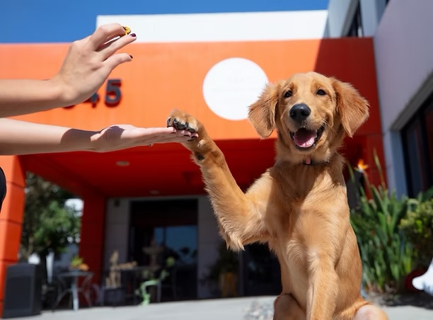 Playful golden retriever puppy giving a high five outside a veterinary clinic, welcoming pets to senior care services in Irvine