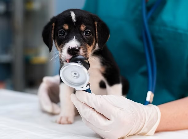 Curious puppy sniffing a stethoscope during a veterinary exam and surgery consultation in Irvine