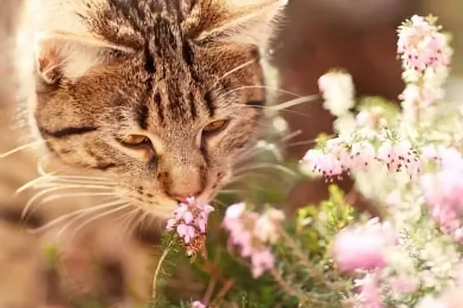 Senior tabby cat gently sniffing pink wildflowers outdoors, representing specialized senior pet care services in Irvine
