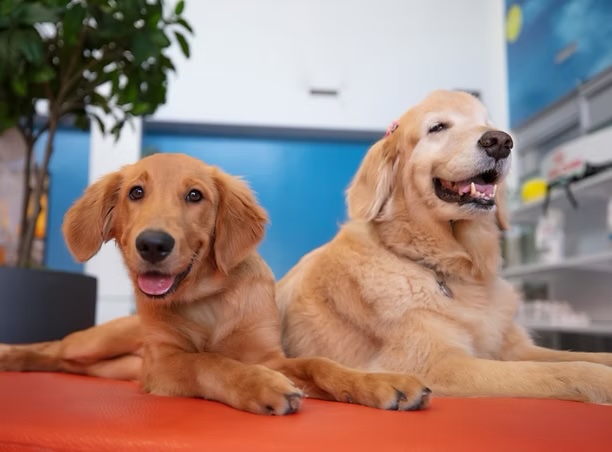 Two happy golden retrievers relaxing in a veterinary clinic, representing dental and gum health services in Irvine