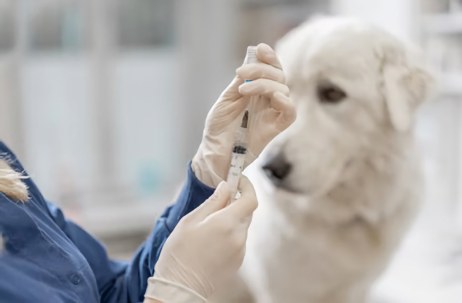 Veterinarian in gloves preparing a booster vaccine syringe with a white fluffy dog in the background in Irvine