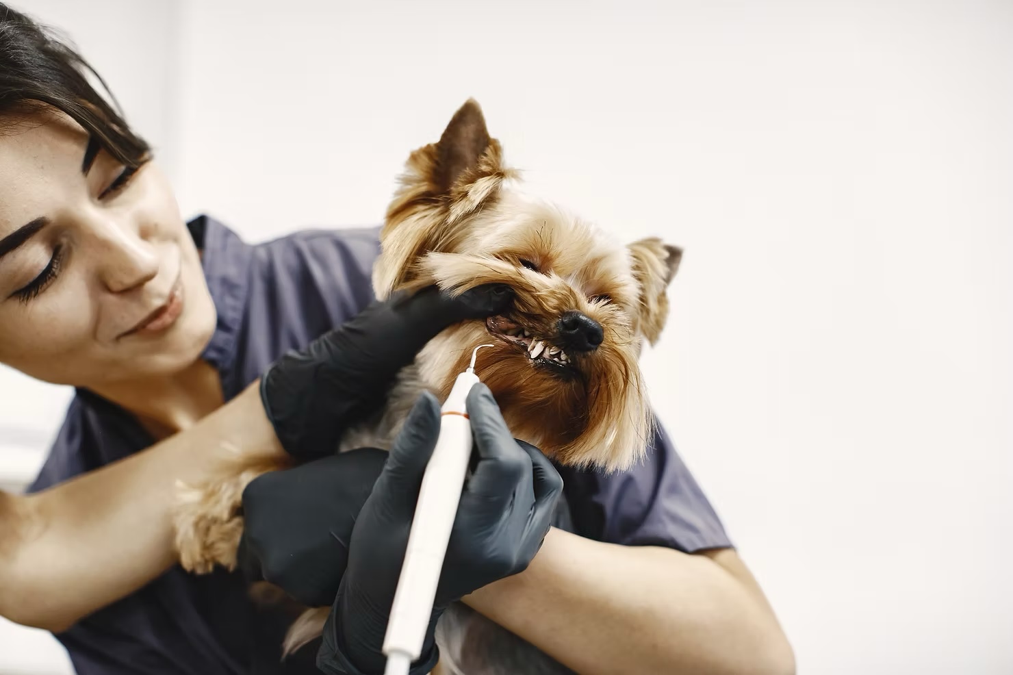 Veterinarian in black gloves performing an ultrasonic dental cleaning on a Yorkshire Terrier, highlighting the importance of pet dental health in Irvine