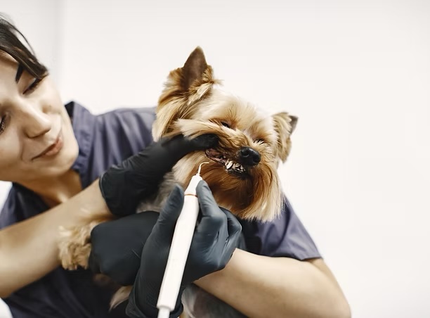 Veterinarian performing a dental cleaning on a Yorkshire Terrier, supporting pet dental and gum health in Irvine