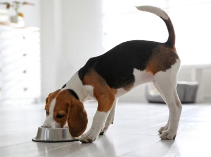 Dry, Canned, or Semi-Moist: Food Choices for Dogs