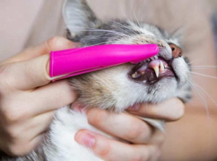 Brushing Your Cat's Teeth