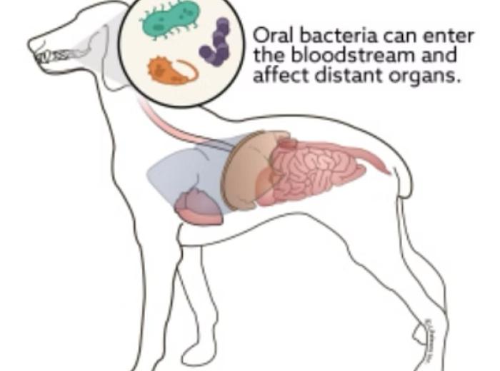 Dental Disease and Its Relation to Systemic Disease in Pets