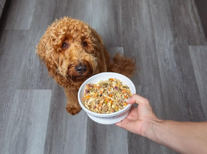 The Importance of Natural Food for Pets: Nourishing Our Furry Friends