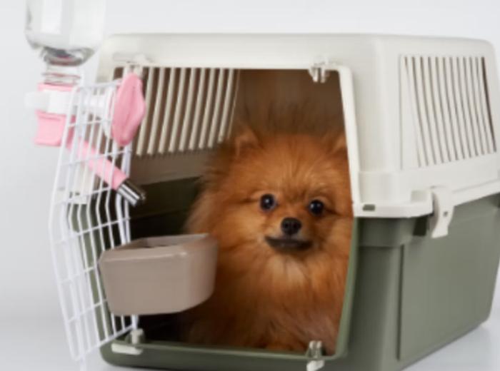 Airplane Travel With Your Dog
