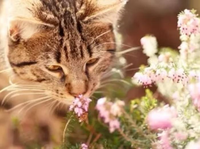 Caring for Your Senior Pets: Special Considerations for Golden Years