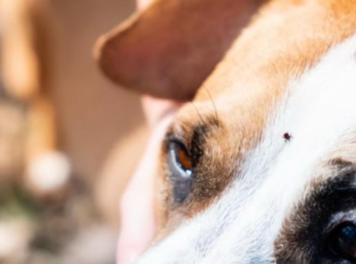 Babesiosis in Dogs