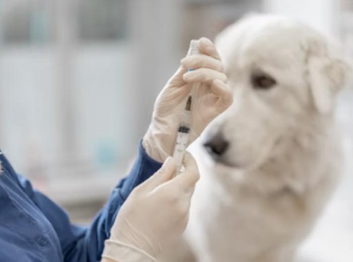 Are Booster Vaccines Necessary for Dogs?