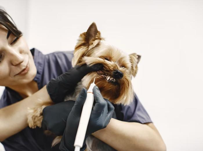 Is Dental Cleaning Worth It for Your Pet? Understanding the Importance of Pet Dental Health
